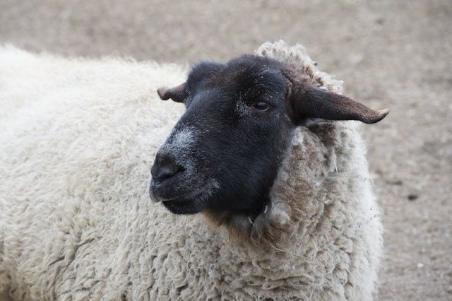 A Suffolk sheep at the Wildlife Conservation Society’s Queens Zoo. Photo Credit: Julie Larsen Maher © WCS.